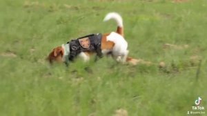 Пёс Патрон. Видео @ptuxermann