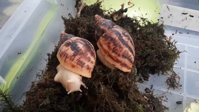 внимание конкурс🐌🦋#ахатина #ахатины #блог #улитка #улитка_ахатина_продам #архахатины #мегас смотреть онлайн