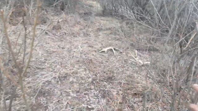 #поискрогов лося#3-й день пара. смотреть онлайн