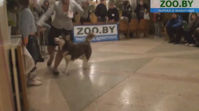 Best in Show смотреть онлайн