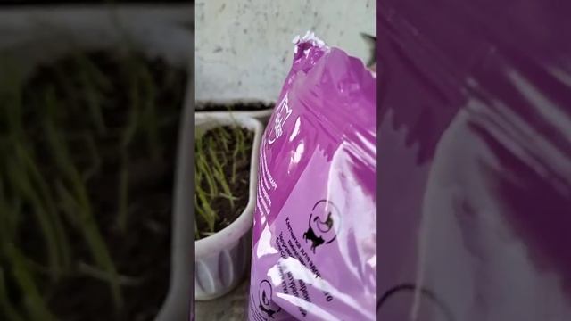 Мой новый кошачий день. это за вчера смотреть онлайн