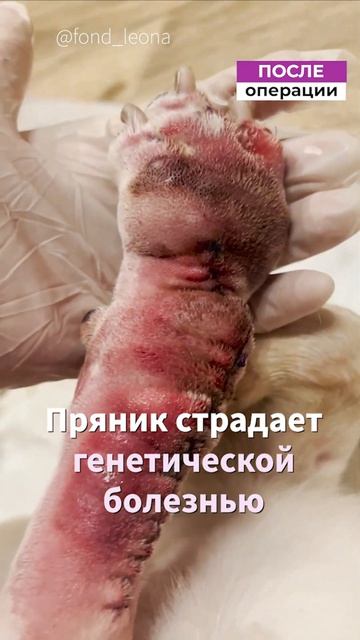 Пряника прооперировали смотреть онлайн
