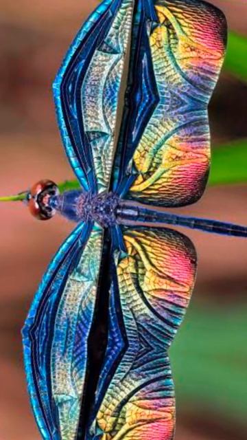Top 10 most beautiful insects in the world #shortsvideo #youtubeshorts #top10 #shortvideo #shorts смотреть онлайн