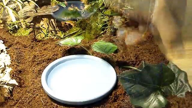 Tarantula cage cover 3 of 3 смотреть онлайн