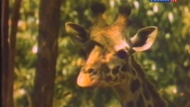 Ток шоу ЛИНИЯ ЖИЗНИ / Николай Дроздов смотреть онлайн