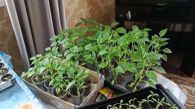 Ничего не успела,что наметила,старею🤔