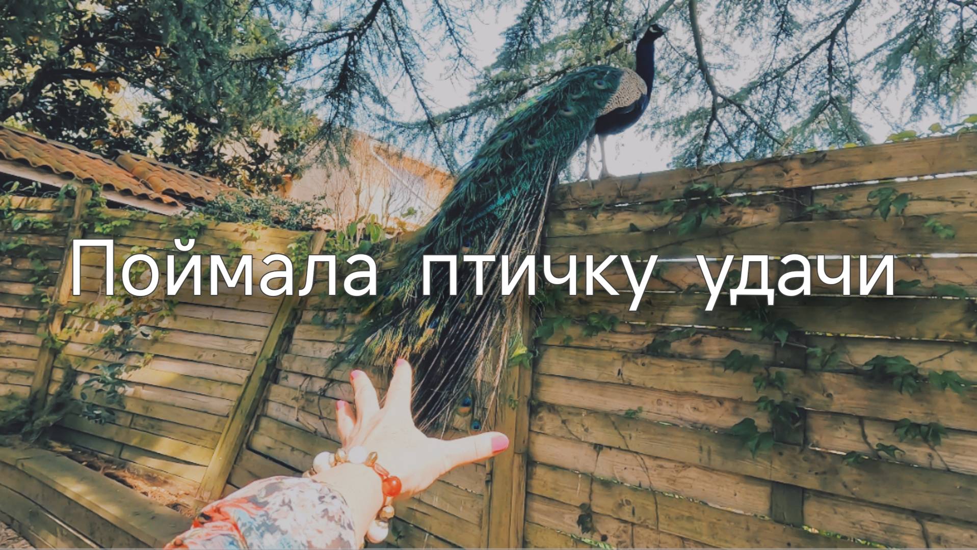 Прогулка в ботаническом саду. Машина снова глючит. смотреть онлайн