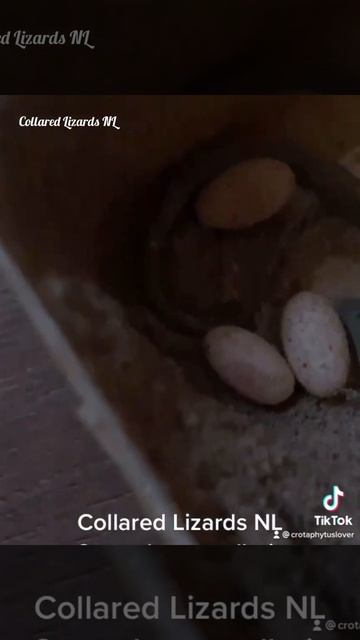 Eggs from again two females they same time🥰 смотреть онлайн