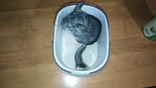 Шуша купается в песке смотреть онлайн