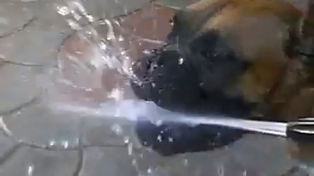 смешная и обоятельная собака боксер funny dog boxer смотреть онлайн