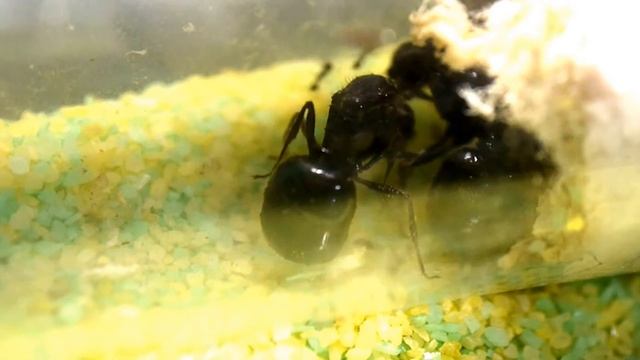 Pheidologeton sp. : A second queen смотреть онлайн