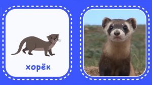 Изучаем Животных Леса. Карточки Домана для детей. Учимся говорить. Запуск речи.