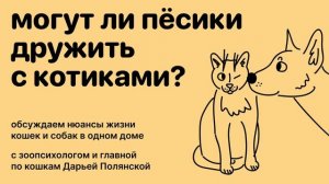 Как подружить собаку и кошку? И возможно ли это? Разговор с зоопсихологом