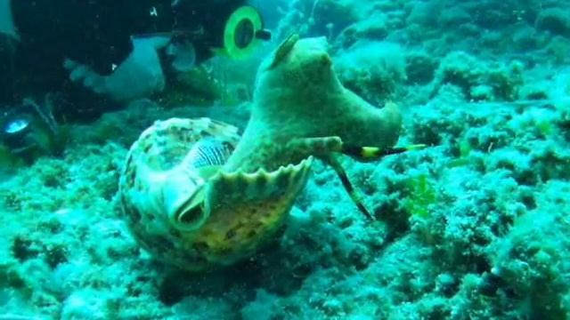 Giant Trumpet Triton смотреть онлайн