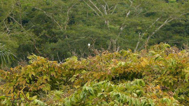 Panama part 10/10 - One hour 4K footage of the Gamboa wildlife смотреть онлайн