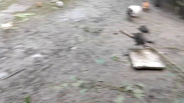 Індики. Качки. Курчата смотреть онлайн