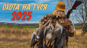 Весенняя охота на гуся 2025 Псковская область
