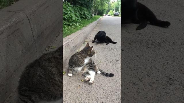 Котики СПБ смотреть онлайн