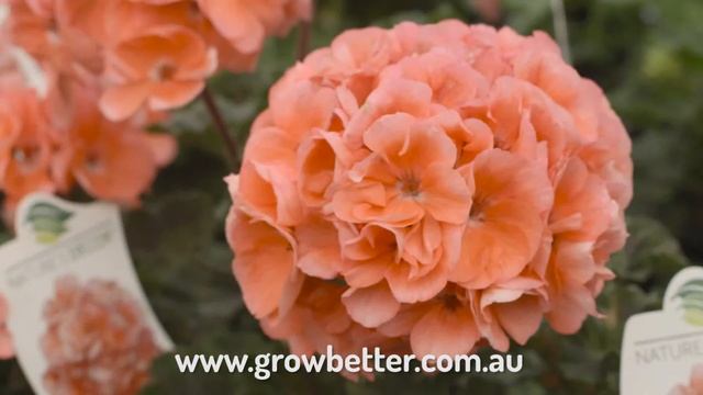 Grow Better Premium Potting Mix смотреть онлайн