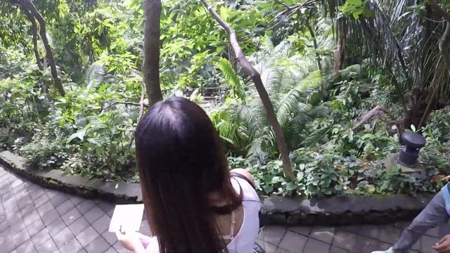 The Monkey Forest in Ubud Bali Indonesia смотреть онлайн