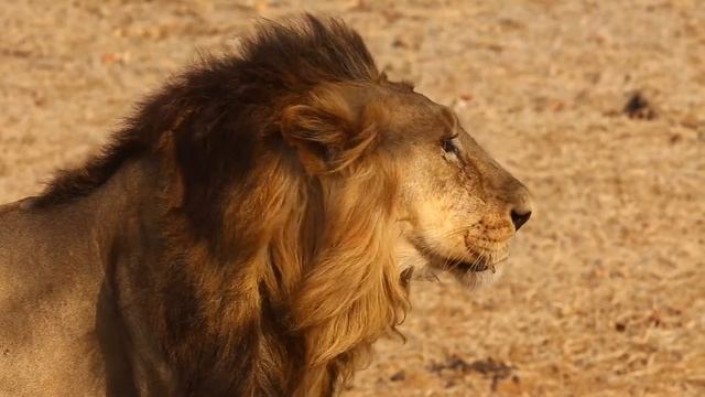 ANIMALS LION ON THE SAHARA смотреть онлайн