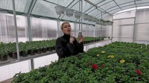 РАССАДА ПЕТУНИИ В ТЕПЛИЦЕ,А ЗА ОКНОМ МИНУС.