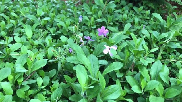 3 Native Ground Covers for native landscapes смотреть онлайн