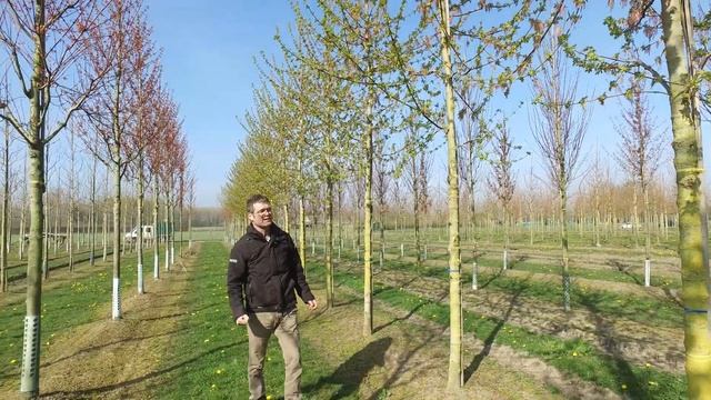 Acer negundo 'Sensation' - Van den Berk over Bomen смотреть онлайн