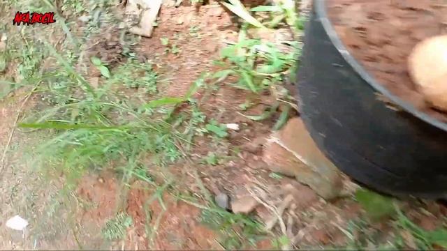 Woow.. seru.. menacari mainan skibi toilet, dinosaurus t-rex, stegosaurus, triceratops, allosaurus смотреть онлайн