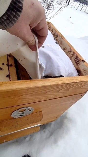 Зимовка пчел на улице #пчеловодство #пчёлы #огород #мёд #сад #зима #улей смотреть онлайн