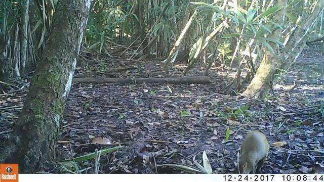 Agouti filmed by camera trap in Ejido Caoba conservation area. смотреть онлайн