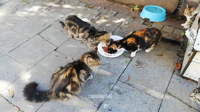 Cats watched other hungry cats eat wet food 🐈 Istanbul Cats смотреть онлайн