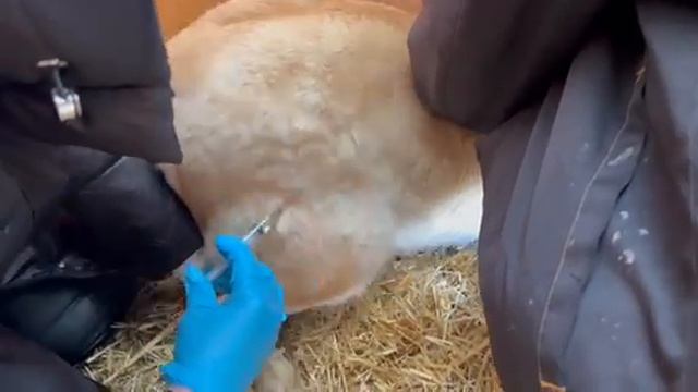 Лечение Алисы смотреть онлайн