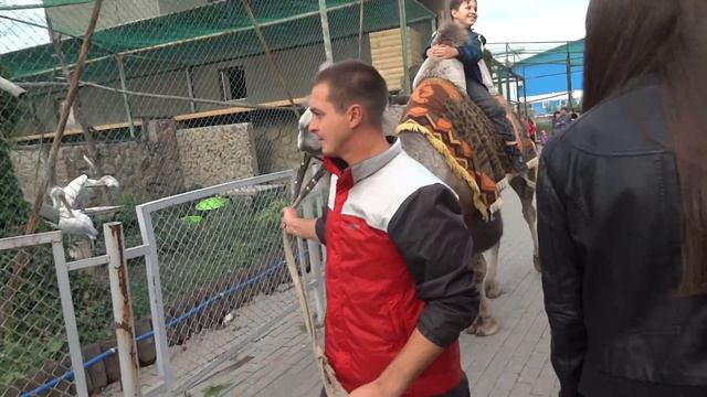 Поездка на верблюде 01 09 2012 Записан смотреть онлайн