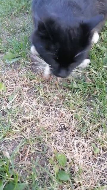 Кот🐈 есть рыбу🐟 #Shorts смотреть онлайн