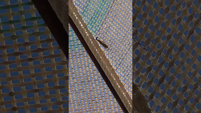 Snake Fly 2 the creepiest insect I've ever seen смотреть онлайн