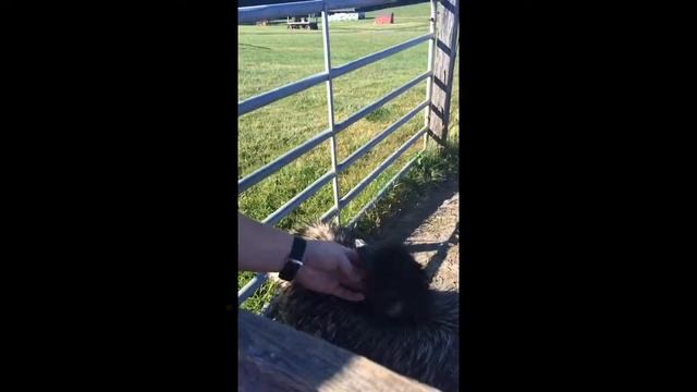 Emu :D смотреть онлайн