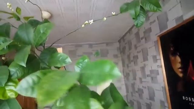#16.Цветение и плодоношение лимона смотреть онлайн