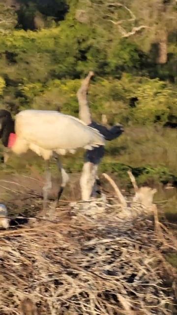 Pantanal Brazil Jabiru storks on nest July 2022 смотреть онлайн