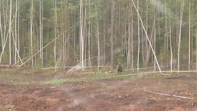 Медведь. Bear. смотреть онлайн