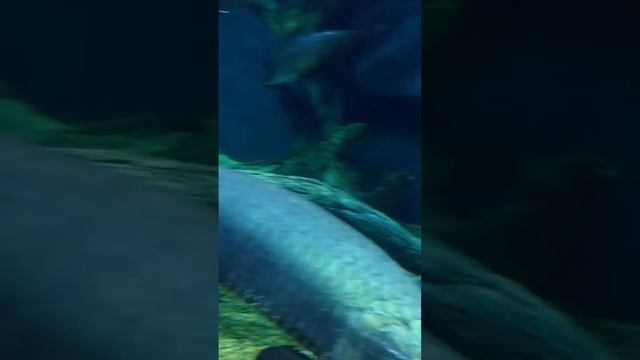 Океанариум рыбы гиганты/ Oceanarium смотреть онлайн
