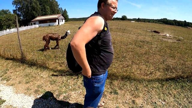 В гости к альпакам смотреть онлайн