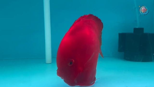 Ikan Discus Super Red Melon Size 5" смотреть онлайн