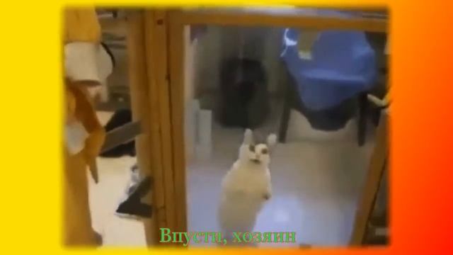 Видео о смешных животных Для детей и не только Создай себе хорошее настроение смотреть онлайн