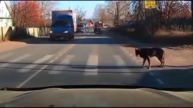 Такое Часто видишь как на дороге Перебегают Собаки 🐶🐩 на Зебре смотреть онлайн