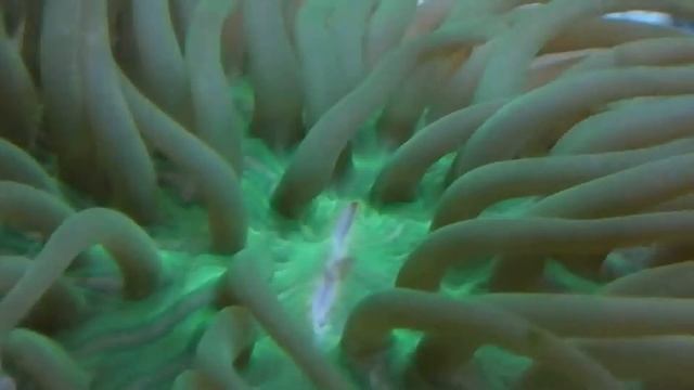 Corals to Canon смотреть онлайн