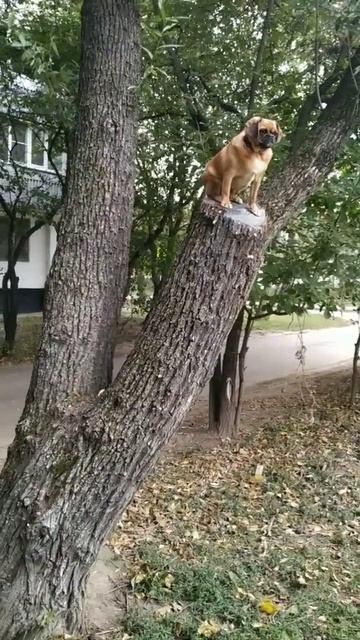 Собака на дереве. Великий Абузьян. #котопес #собака #мойпитомец #видео #питомцы #любимаясобака смотреть онлайн