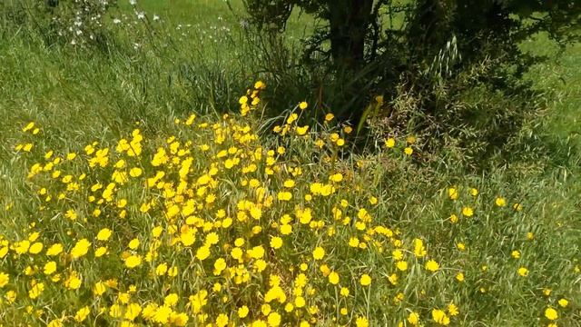 Северный Кипр... весеннее разноцветье смотреть онлайн