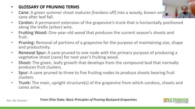 Backyard Fruit: Caneberry & Grape Pruning смотреть онлайн
