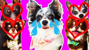 Софи в поиске любви! Почему у всех есть пары, кроме неё? 🕵️♀️❤️